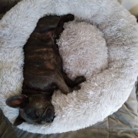 Round Long Hairy Autumn And Winter Nest Pad Cat Mattress
