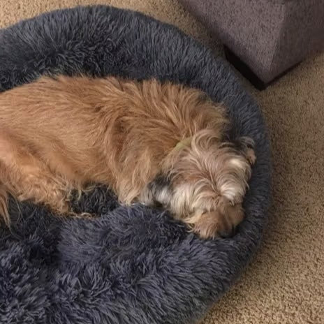Round Long Hairy Autumn And Winter Nest Pad Cat Mattress